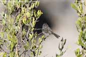 Yellow-billed  Tit-tyrant, Putre, Chile, February 2007 - click for larger image