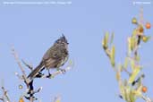 Yellow-billed  Tit-tyrant, Putre, Chile, February 2007 - click for larger image