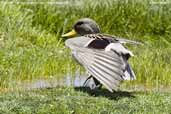 Speckled Teal, Putre, Chile, February 2007 - click for larger image