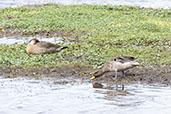Speckled Teal, Sao Francisco de Paula, Rio Grande do Sul, Brazil, October 2022 - click for larger image