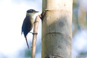 White-collared  Foliagegleaner, Serra Bonita, Camacan, Bahia, Brazil, November 2008 - click for larger image