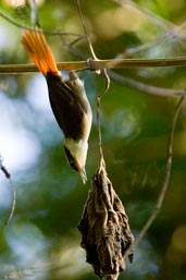 White-collared  Foliagegleaner, Serra Bonita, Camacan, Bahia, Brazil, November 2008 - click for larger image