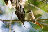 White-collared  Foliagegleaner, Serra Bonita, Camacan, Bahia, Brazil, November 2008 - click for larger image