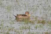 Yellow-billed  Pintail, near Urugaiana, Rio Grande do Sul, Brazil, August 2004 - click for larger image