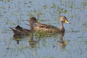 Yellow-billed  Pintail, near Urugaiana, Rio Grande do Sul, Brazil, August 2004 - click for larger image