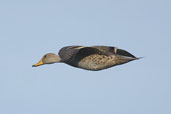 Yellow-billed  Pintail, near Cassino, Rio Grande do Sul, Brazil, August 2004 - click for larger image