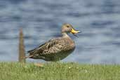 Yellow-billed  Pintail, Caulin, Chiloe, Chile, November 2005 - click for larger image