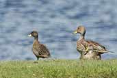 Yellow-billed  Pintail and Speckled Teal, Caulin, Chiloe, Chile, November 2005 - click for larger image