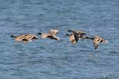 Yellow-billed  Pintail, Chiloe, Chile, December 2005 - click for larger image