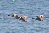 Yellow-billed  Pintail, Chiloe, Chile, December 2005 - click for larger image