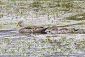 Yellow-billed  Pintail, Pinguino de Humboldt, R.N., Chile, January 2007 - click for larger image