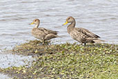 Yellow-billed  Pintail, Sao Francisco de Paula, Rio Grande do Sul, Brazil, October 2022 - click for larger image