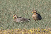 Yellow-billed  Pintail, Lagoa do Peixe, Rio Grande do Sul, Brazil, October 2022 - click for larger image