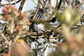 Black-crested Tit-Tyrant, Cruz Conga, Cajamarca, Peru, October 2018 - click for larger image