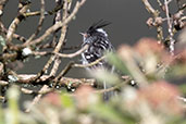 Black-crested Tit-Tyrant, Cruz Conga, Cajamarca, Peru, October 2018 - click for larger image