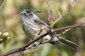 Tufted Tit-tyrant, Caulin, Chiloe, Chile, December 2005 - click for larger image