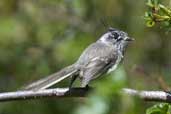 Tufted Tit-tyrant, Torres del Paine, Chile, December 2005 - click for larger image