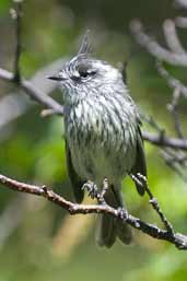 Tufted Tit-tyrant, Torres del Paine, Chile, December 2005 - click for larger image