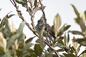 Tufted Tit-tyrant, Cruz Conga, Cajamarca, Peru, October 2018 - click for larger image