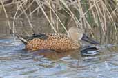 Male  Red Shoveler, Torres del Paine, Chile, December 2005 - click for larger image