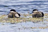 Puna Teal, Lauca N.P., Chile, February 2007 - click for larger image