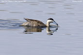 Puna Teal, Lauca N.P., Chile, February 2007 - click for larger image