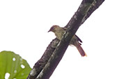 Rufous-tailed Foliage-gleaner, Loreto Road, Napo, Ecuador, November 2019 - click for larger image