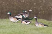 Chiloe Wigeon, Caulin, Chiloe, Chile, November 2005 - click for larger image