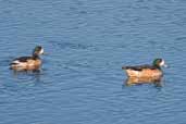 Chiloe Wigeon, Caulin, Chiloe, Chile, December 2005 - click for larger image