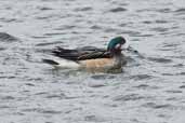 Chiloe Wigeon, Torres del Paine, Chile, December 2005 - click for larger image