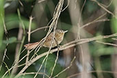 Montane Foliage-gleaner, Sierra Nevada de Santa Marta, Magdalena, Colombia, April 2012 - click for larger image