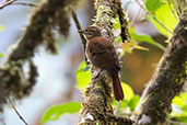 Scaly-throated Foliage-gleaner, Amagusa, Ecuador, November 2019 - click for larger image