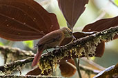 Scaly-throated Foliage-gleaner, Amagusa, Ecuador, November 2019 - click for larger image