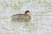 Silver Teal, near Urugaiana, Rio Grande do Sul, Brazil, August 2004 - click for larger image