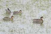 Silver Teal, near Urugaiana, Rio Grande do Sul, Brazil, August 2004 - click for larger image