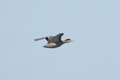 Silver Teal, near Cassino, Rio Grande do Sul, Brazil, August 2004 - click for larger image