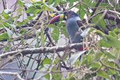 Grey-breasted Mountain-Toucan, Atuen Valley, Amazonas, Peru, October 2018 - click for larger image