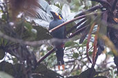 Plate-billed Mountain-Toucan, Bellavista Cloud Forest Reserve, Ecuador, November 2019 - click for larger image