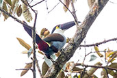 Black-billed Mountain-Toucan, Guacamayos Ridge, Ecuador, November 2019 - click for larger image