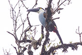 Black-billed Mountain-Toucan, Guacamayos Ridge, Ecuador, November 2019 - click for larger image