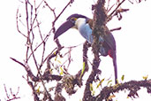 Black-billed Mountain-Toucan, Guacamayos Ridge, Ecuador, November 2019 - click for larger image