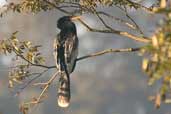 Anhinga,  Aguas de São Pedro, São Paulo, Brazil, August 2004 - click for larger image