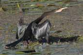 Anhinga,  Aguas de São Pedro, São Paulo, Brazil, August 2004 - click for larger image