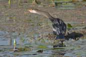 Anhinga,  Aguas de São Pedro, São Paulo, Brazil, August 2004 - click for larger image