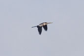 Anhinga, Isla de Maraj&oacute;, Par&aacute;, Brazil, November 2005 - click for larger image