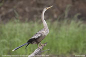 Juvenile  Anhinga, Pantanal, Mato Grosso, Brazil, December 2006 - click for larger image