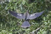 Female  Anhinga, Cristalino, Mato Grosso, Brazil, December 2006 - click for larger image