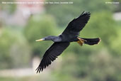 Male  Anhinga, Aguas de São Pedro, São Paulo, Brazil, December 2006 - click for larger image