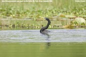 Male  Anhinga, Aguas de São Pedro, São Paulo, Brazil, December 2006 - click for larger image