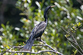 Anhinga, Sani Lodge, Sucumbios, Ecuador, November 2019 - click for larger image